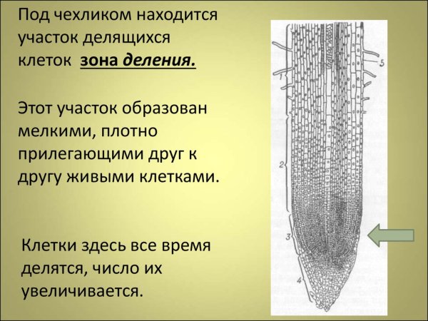 Лабораторная работа корневой чехлик и корневые волоски 6