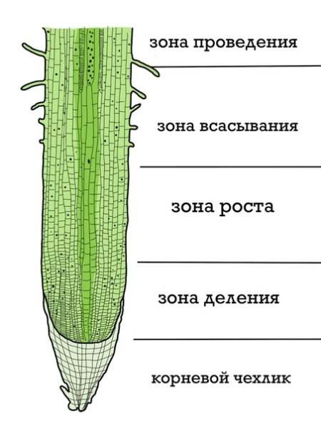 Зоны корня биология
