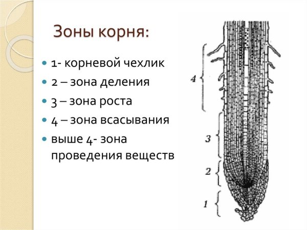 Корневой чехлик строение