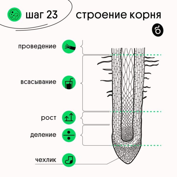 Зоны корня корневой чехлик