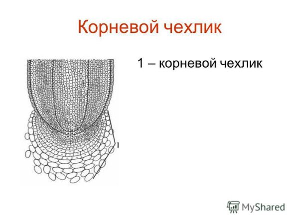 Строение корня на продольном срезе