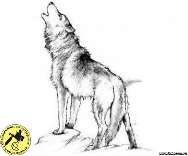 Волк воет поза