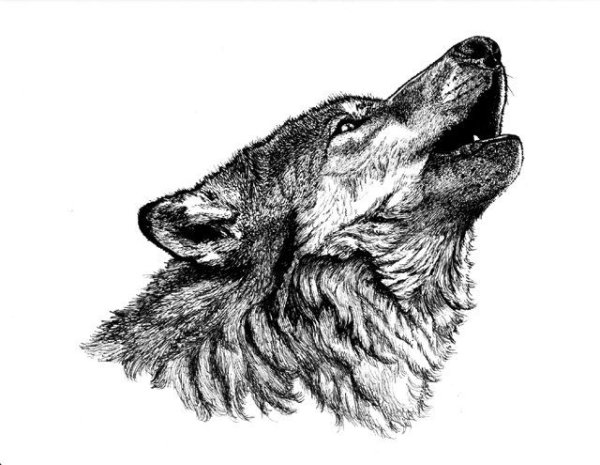 Тату волк воет на луну эскизы