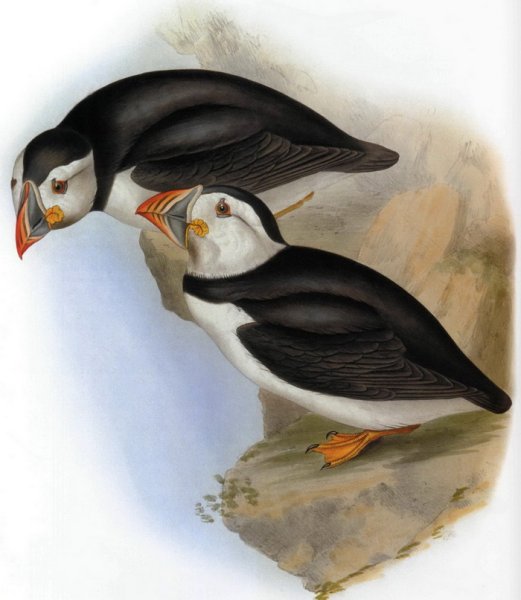 Тупик картина