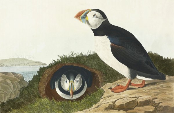 Джон Одюбон Буревестник