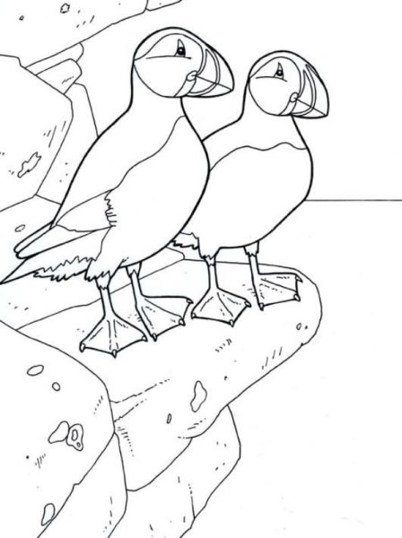 Птица тупик раскраска