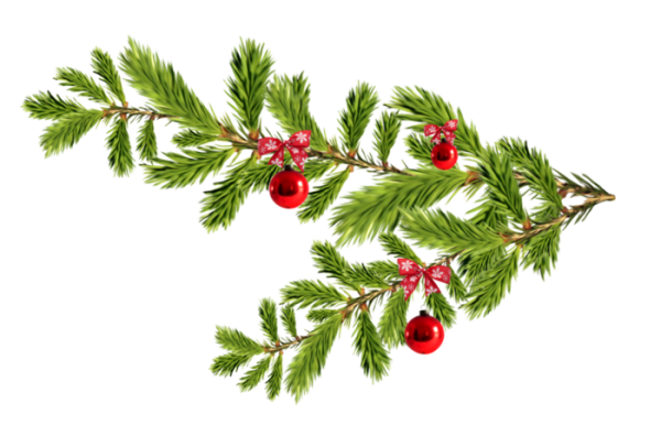 Еловые ветки на прозрачном фоне