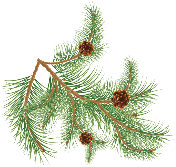 Pínus palústris шишка