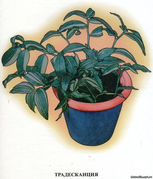 Традесканция зебрина Пендула