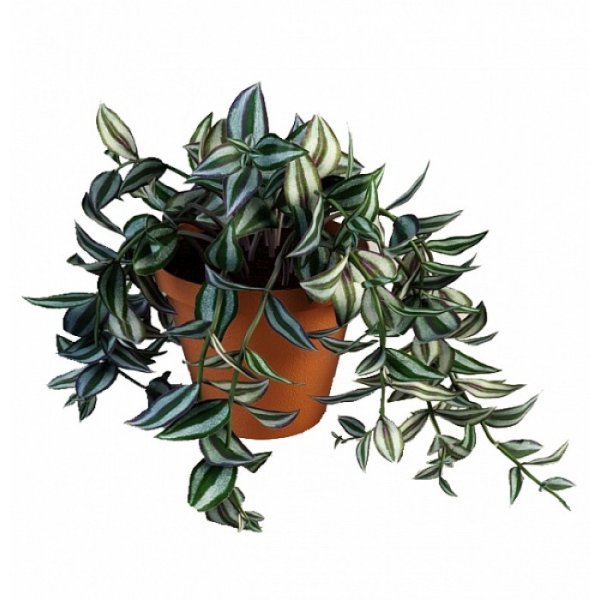 Традесканция Альбифлора