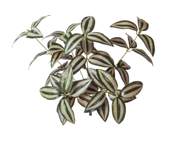 Строение традесканции