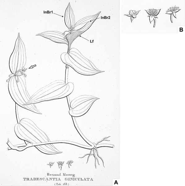 Традесканция для детей растения