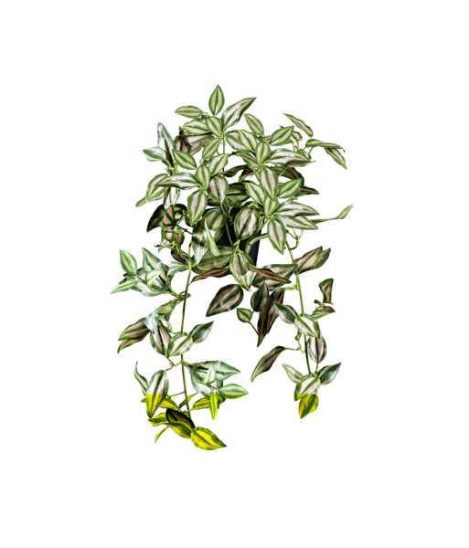 Раскраска традесканция цветы