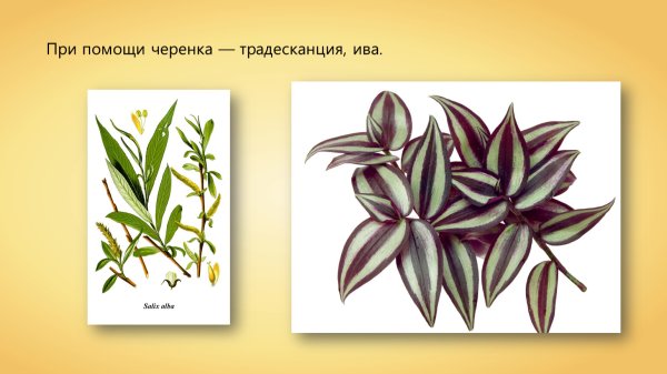 Паспорт растения традесканция зебрина