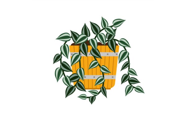 Рисование традесканция