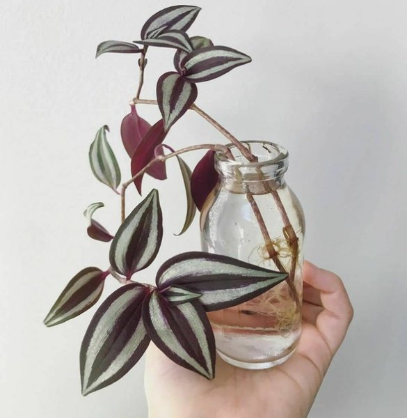 Вегетативное размножение традесканции