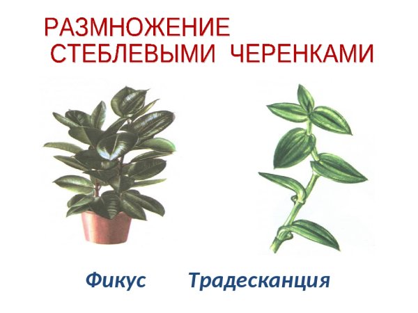 Комнатные растения раскраска традесканция