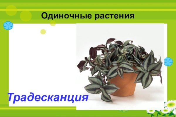 Стеблевой черенок традесканции