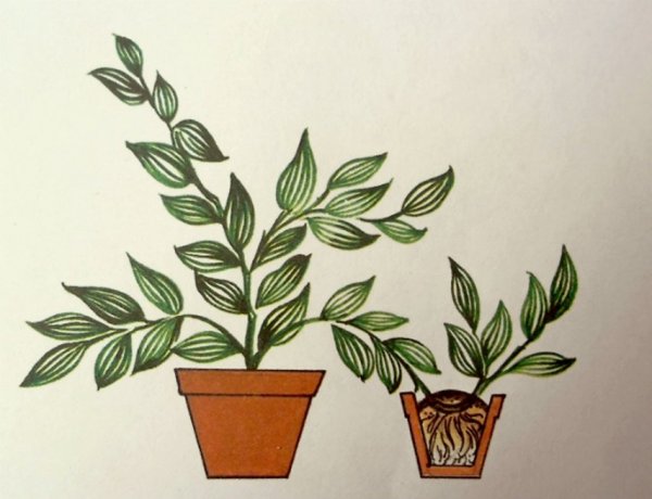 Зебрина рисунок