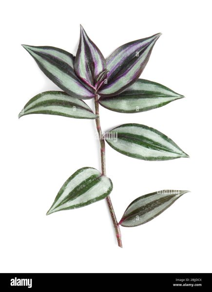 Раскраска традесканция цветы