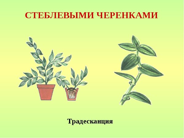 Традесканция Ботаническая иллюстрация