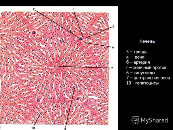Печеночная долька гистология