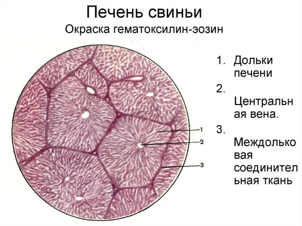 Печень свиньи гистология препарат