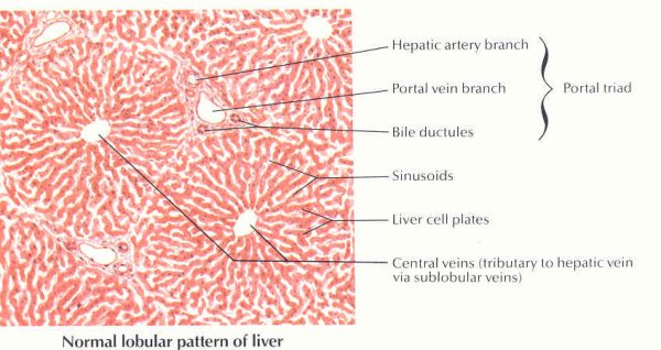 Печень микропрепарат гистология