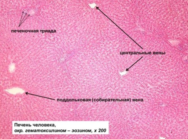 Печень человека гистология препарат