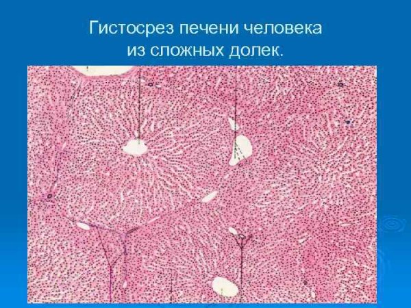 Долька печени гистология