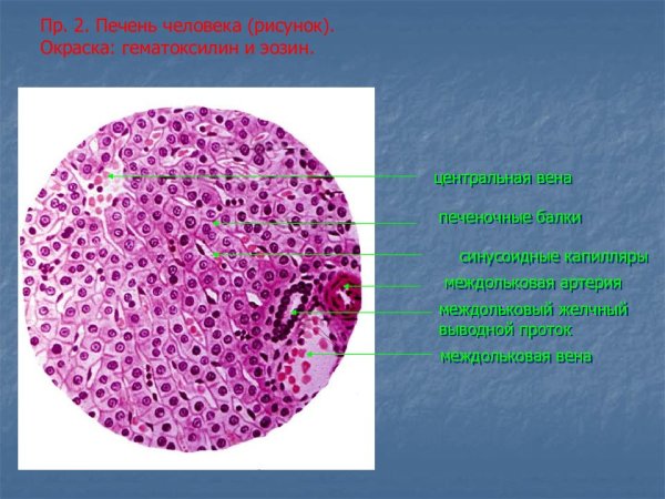 Печень микропрепарат гистология