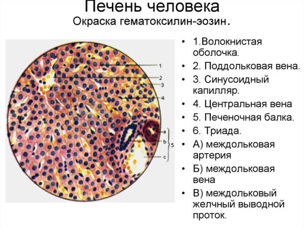 Печень человека окраска гематоксилин-эозином