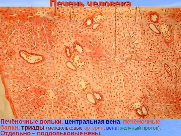 Печеночная долька микропрепарат