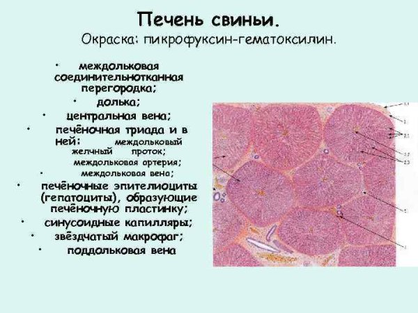 Печень свиньи гематоксилин пикрофуксин рисунок