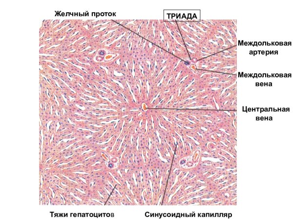 Междольковая Вена гистология