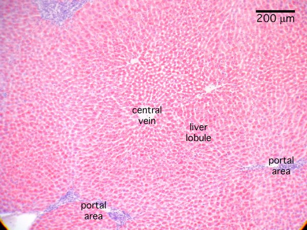 Печень свиньи гистология препарат