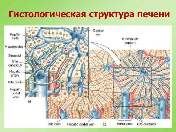 Строение печеночной дольки гистология