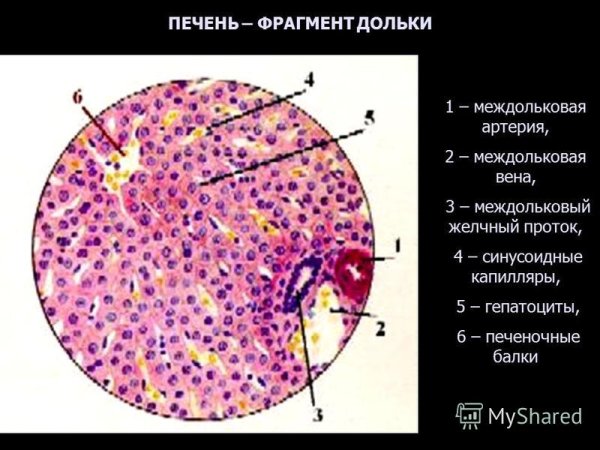 Поджелудочная железа гистология препарат