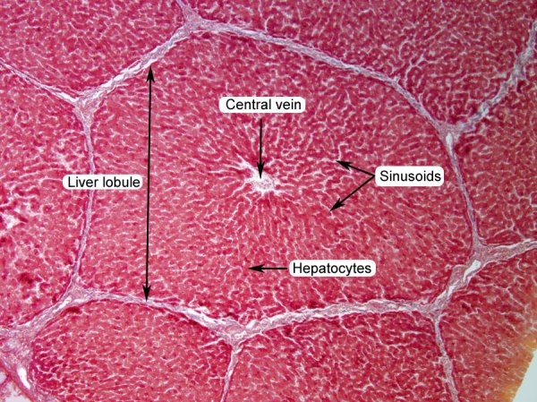 Печень человека гистология препарат