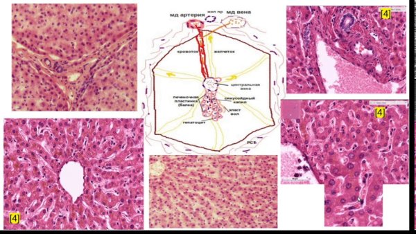Балочное строение печени гистология