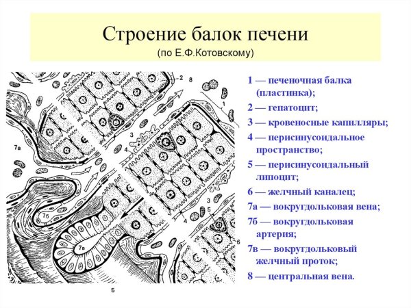 Воротная Вена печени гистология