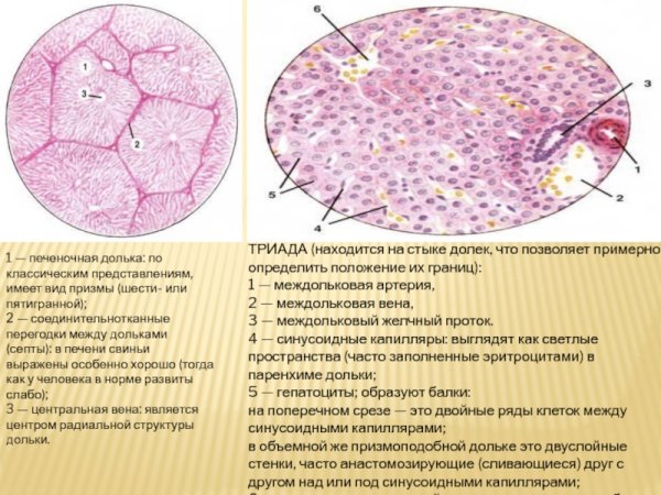 Гепатоциты гистология препарат