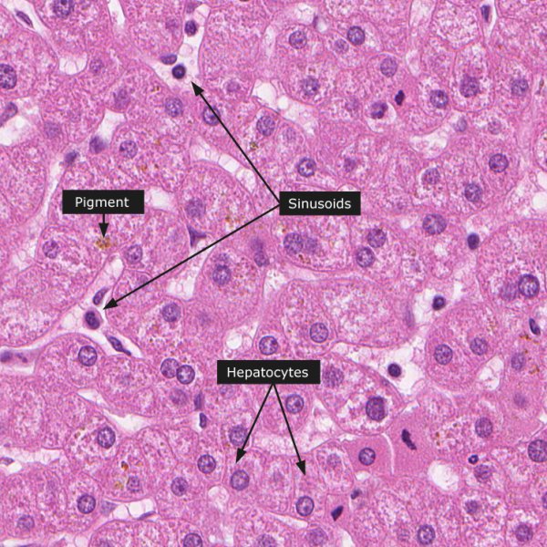 Строение дольки печени гистология