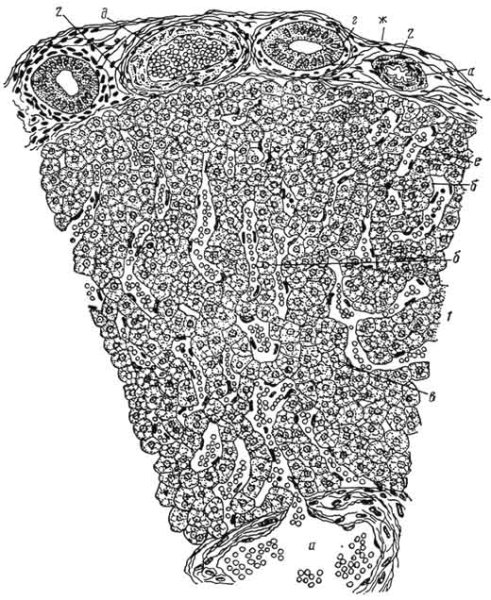 Легкое гистология препарат