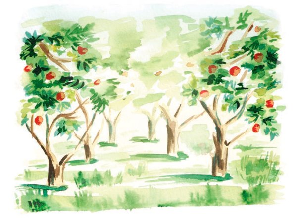 Яблоня акварелью дерево