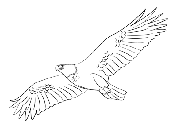 Орел в полете карандашом