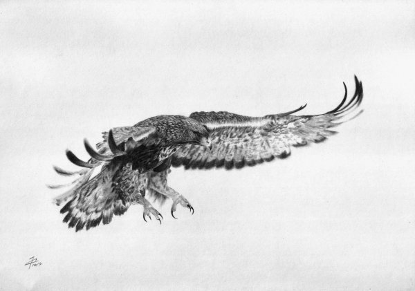 Сокол в полете Графика
