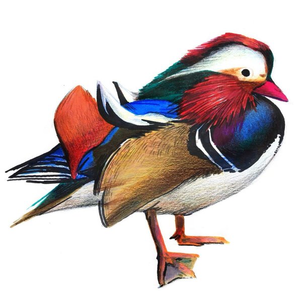 Утка-Мандаринка пастель сухая