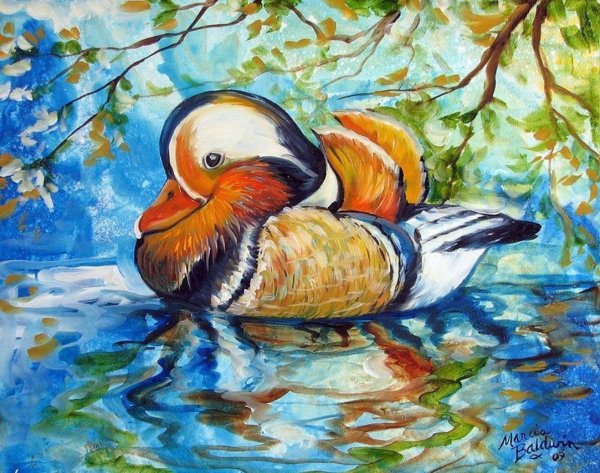 Утка Мандаринка анфас