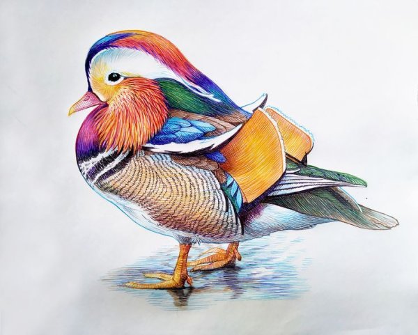 Изонить утка